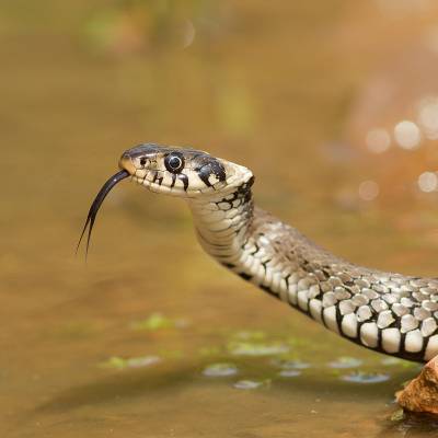 Grass snake