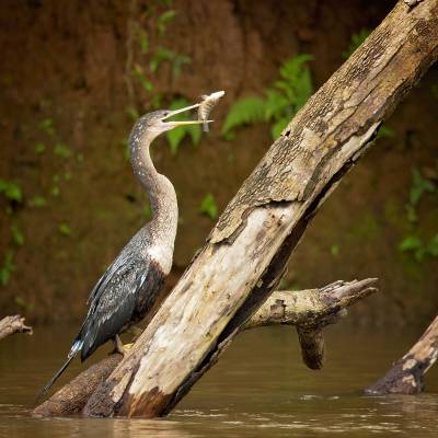 Anhinga