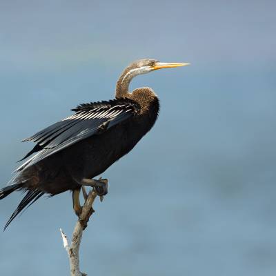 Oriental darter