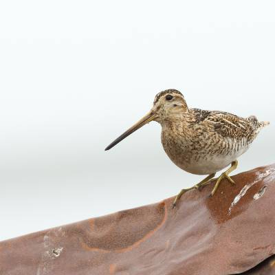 Common snipe