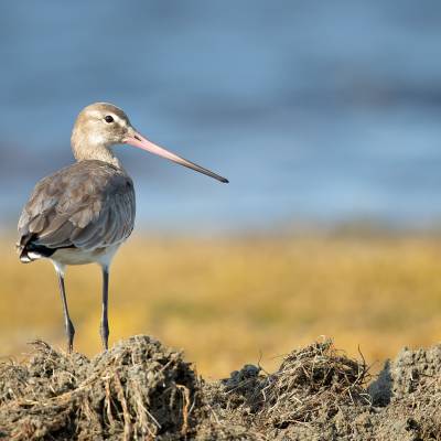 Black-tailed godwit