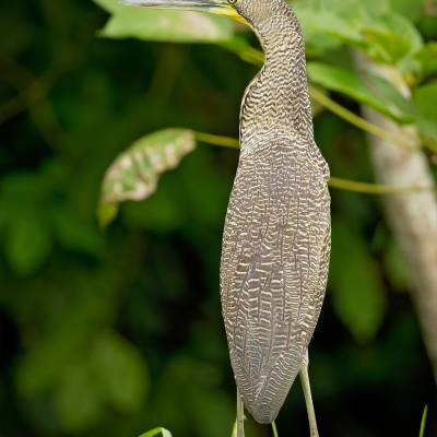 Bare-throated tiger heron