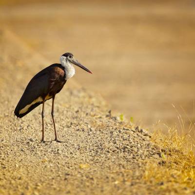 Woolly-necked stork