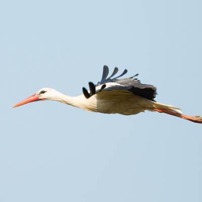 White stork