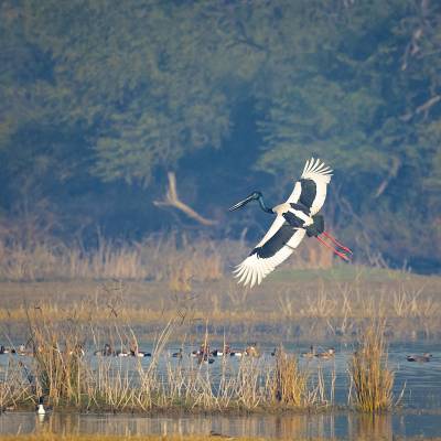 Black-necked stork