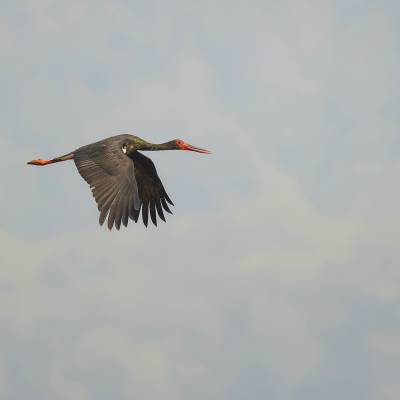 Black stork