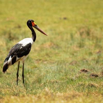 Saddle-billed stork