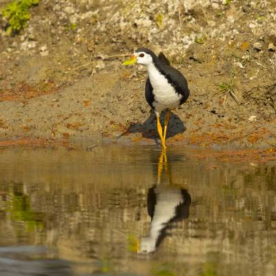 White-breasted waterhen