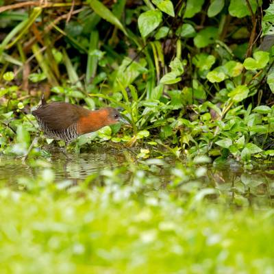 White-throated crake