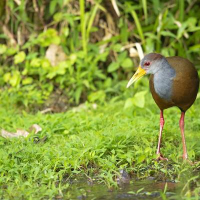 Grey-cowled wood rail