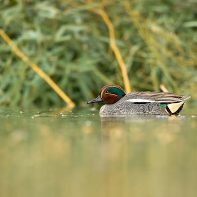 Green-winged teal