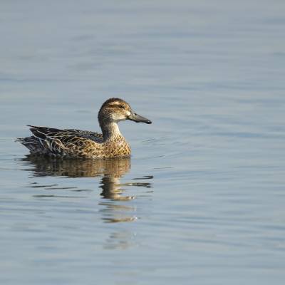 Garganey