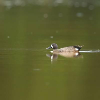 Blue-winged teal