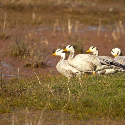 Bar-headed goose