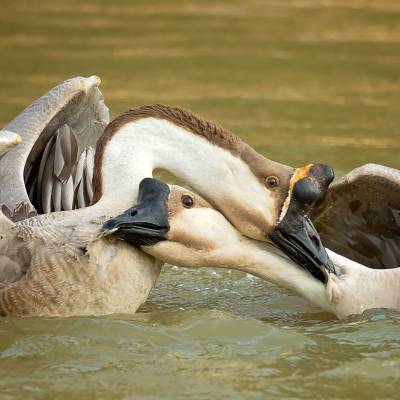 Swan goose