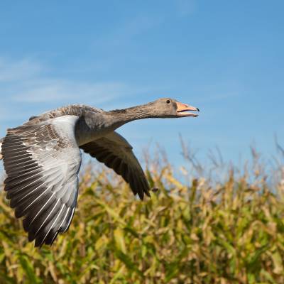 Greylag goose