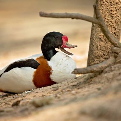 Common shelduck