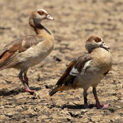 Egyptian goose