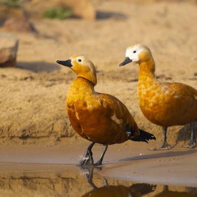 Ruddy shelduck