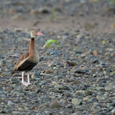 Black-bellied whistling duck