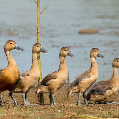 Lesser whistling duck