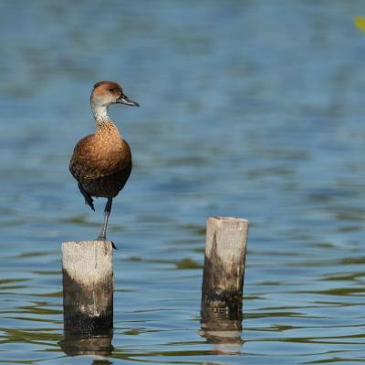 Cuban whistling duck