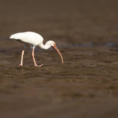 American white ibis