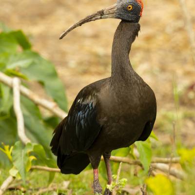 Red-naped ibis