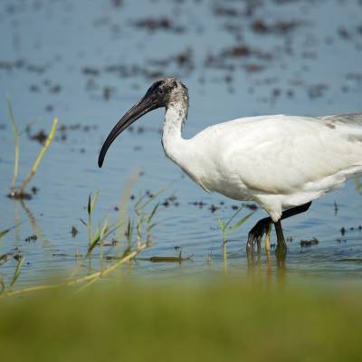 Black-headed ibis