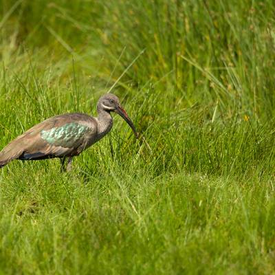 Hadada ibis