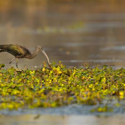 Glossy ibis