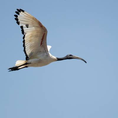 African sacred ibis