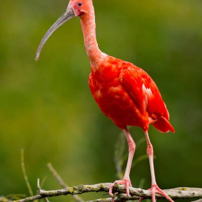 Scarlet ibis