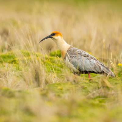 Black-faced ibis