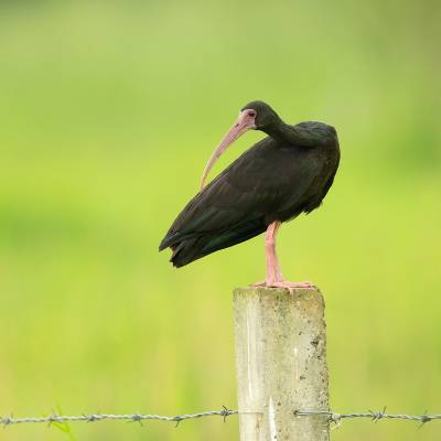 Bare-faced ibis