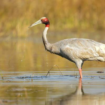 Sarus crane