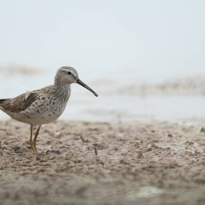 Stilt sandpiper