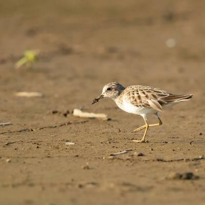 Semipalmated sandpiper