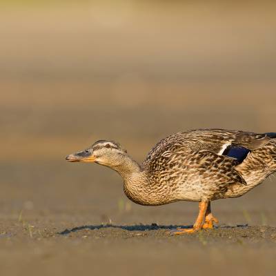 Mallard