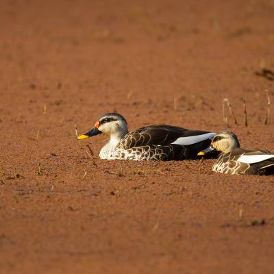 Indian spot-billed duck