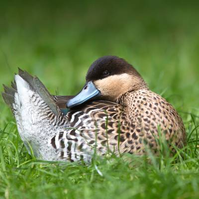 Ruddy duck