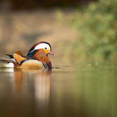 Mandarin duck