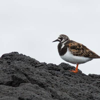 Ruddy turnstone