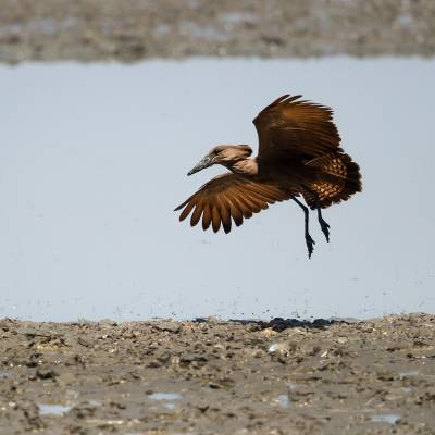 Hamerkop