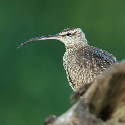 Eurasian whimbrel