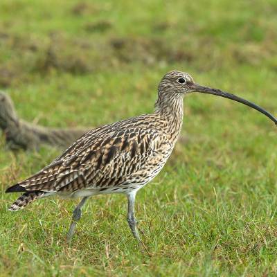 Eurasian curlew