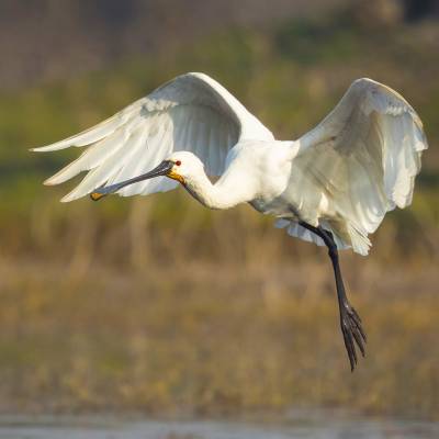 Eurasian spoonbill