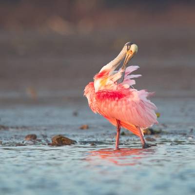 Roseate spoonbill