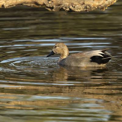 Gadwall