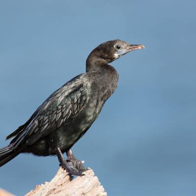 Little cormorant